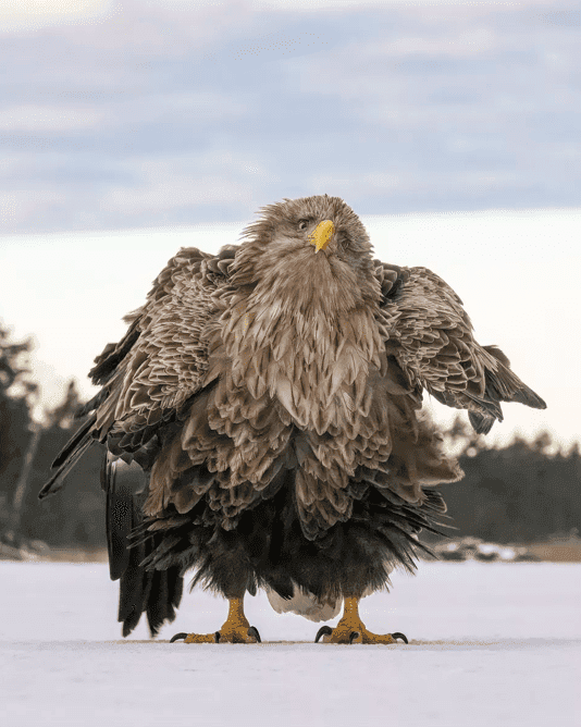 “Shake ruffle rattle and roll”, Tapani Linnanmäki