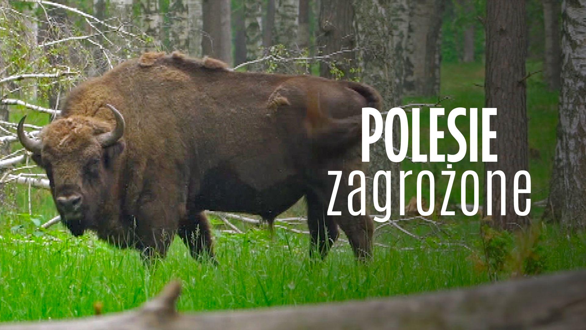 Polesie zagrożone