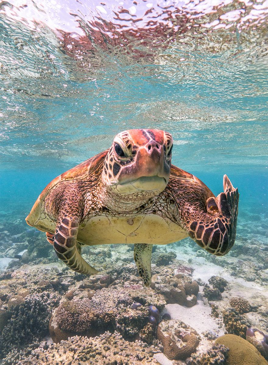 Mark Fitzpatrick - „Terry the Turtle flipping the bird"